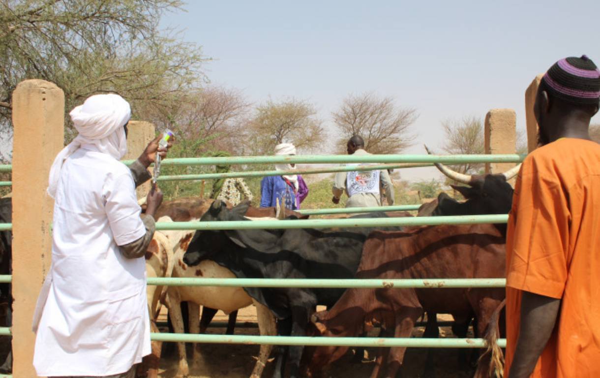 campagne de vaccination gratuite du cheptel Niger