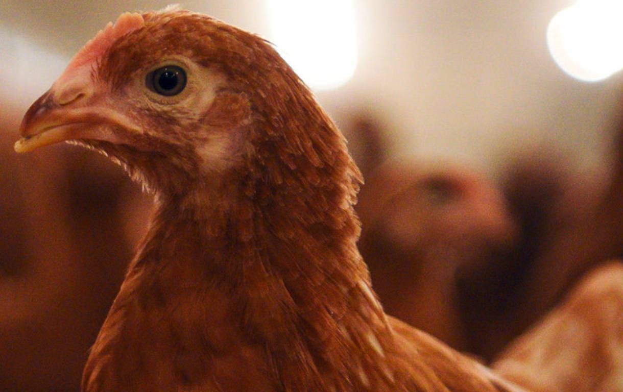 Grippe aviaire H5N1 Niamey
