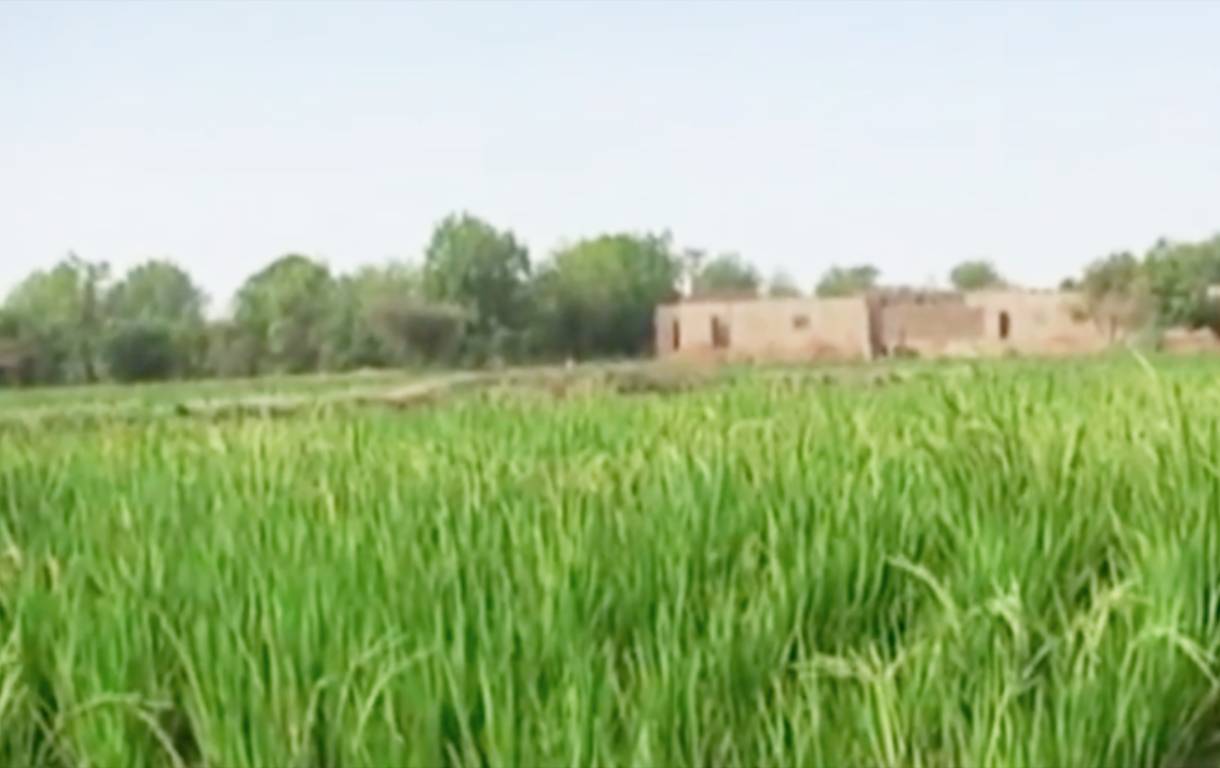 Irrigation Niger