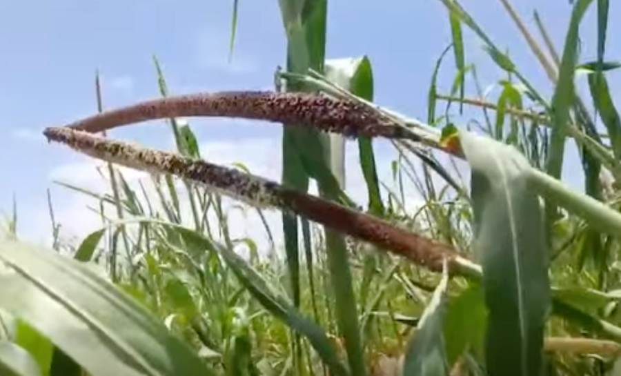 campagne agricole 2026 au niger tahoua et dosso enregistrent un demarrage tres prometteur