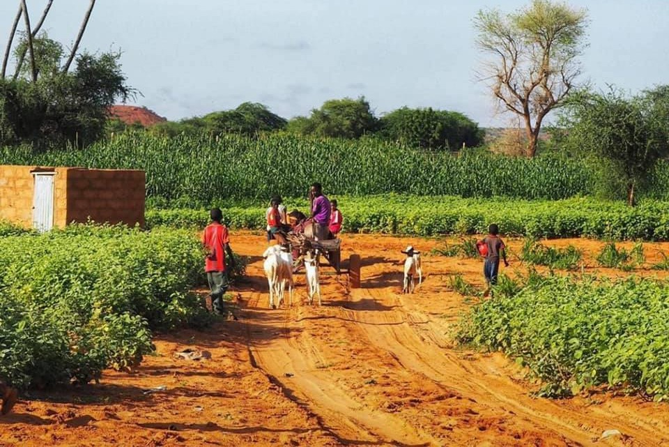 previsions climatiques pour la saison des pluies 2025 des perspectives determinantes pour lagriculture au niger.jpg