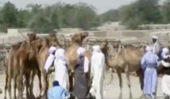 diffa le rapatriement des arabes mohamides relance le debat