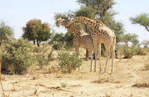 Girafe Niger Nigerdiaspora