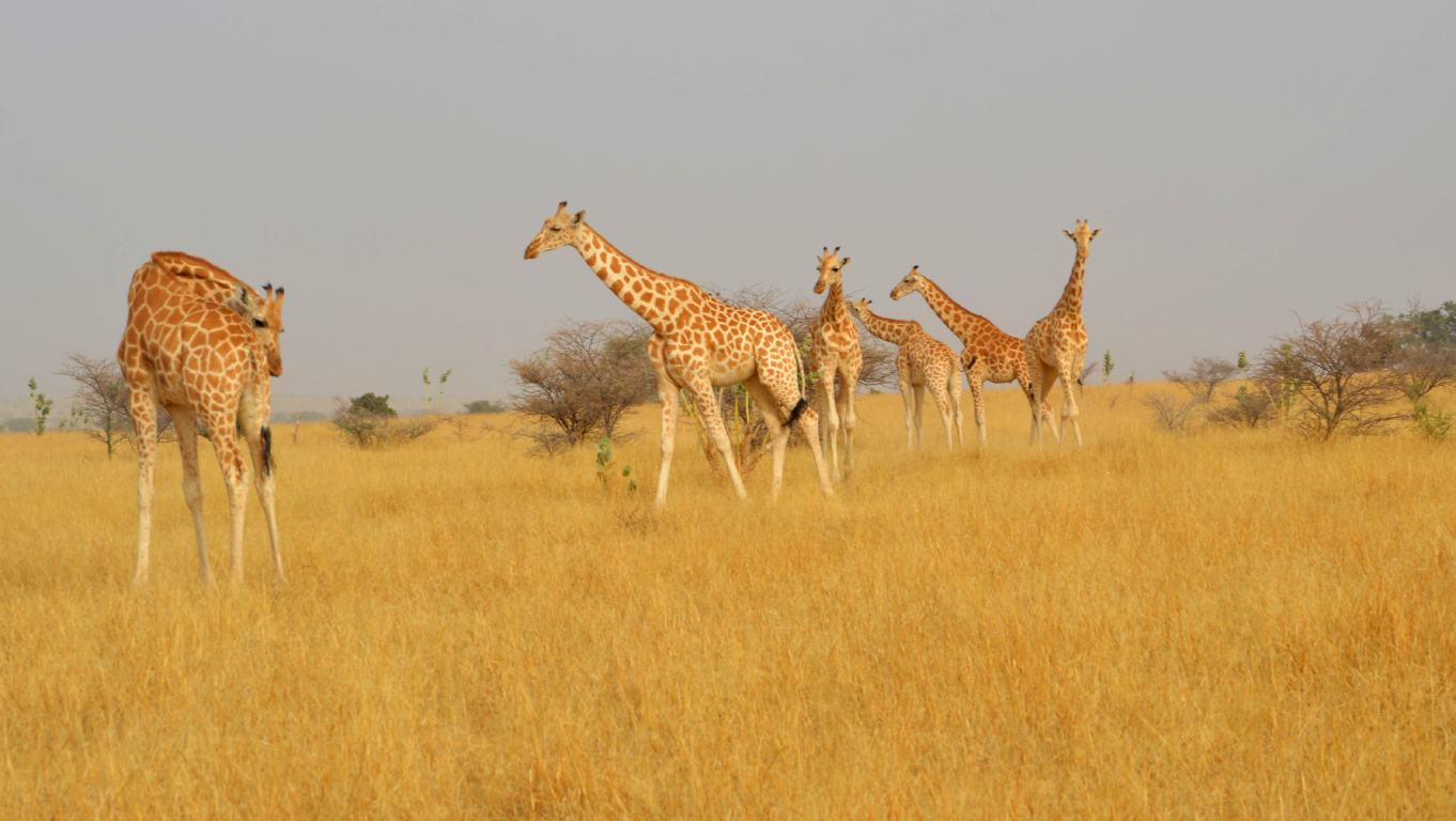 Girafe Niger dans la réserve de Gadabedji