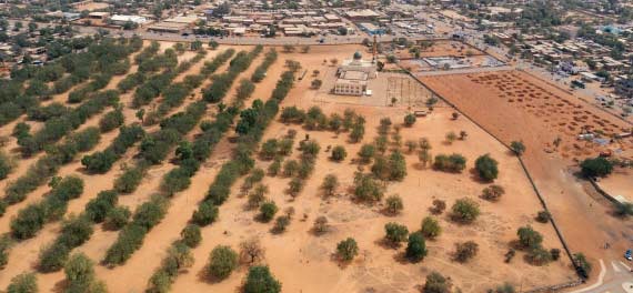 niamey la ceinture verte en peril